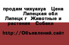 продам чихуахуа › Цена ­ 4 000 - Липецкая обл., Липецк г. Животные и растения » Собаки   